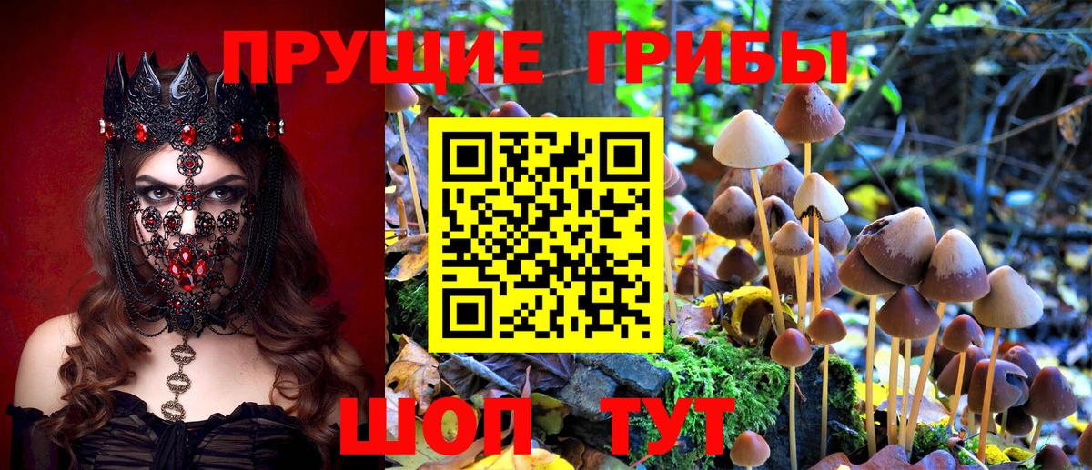 Екатеринбург  Псилоцибиновые грибы MAGIC MUSHROOMS  Вход с VPN  цены наркотик  Псилоцибиновые грибы GOLDEN TEACHER 